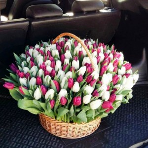 Тюльпаны в корзине